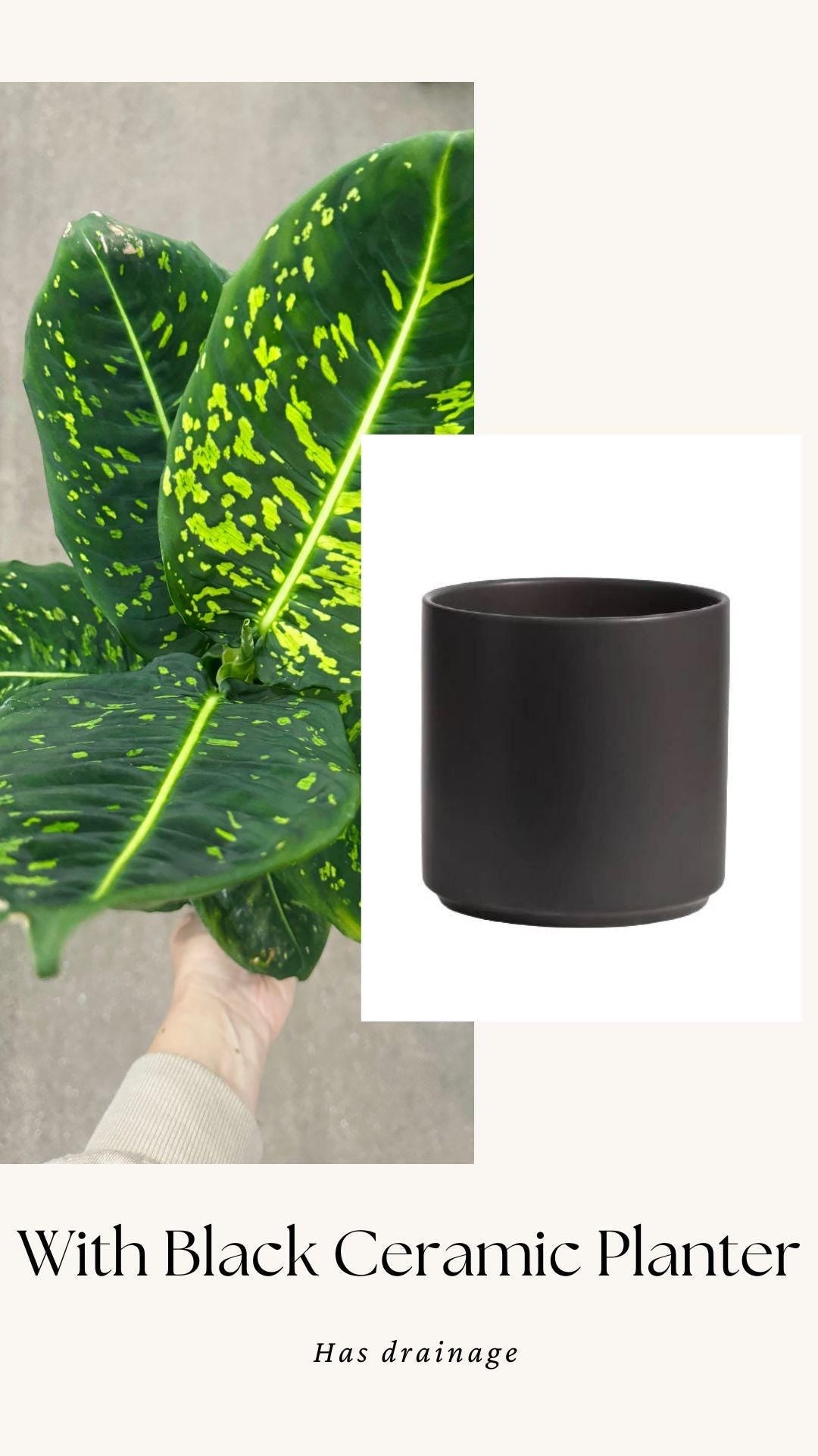 Dieffenbachia Reflector Plant - 4", 6" Pot | optional decorative pot