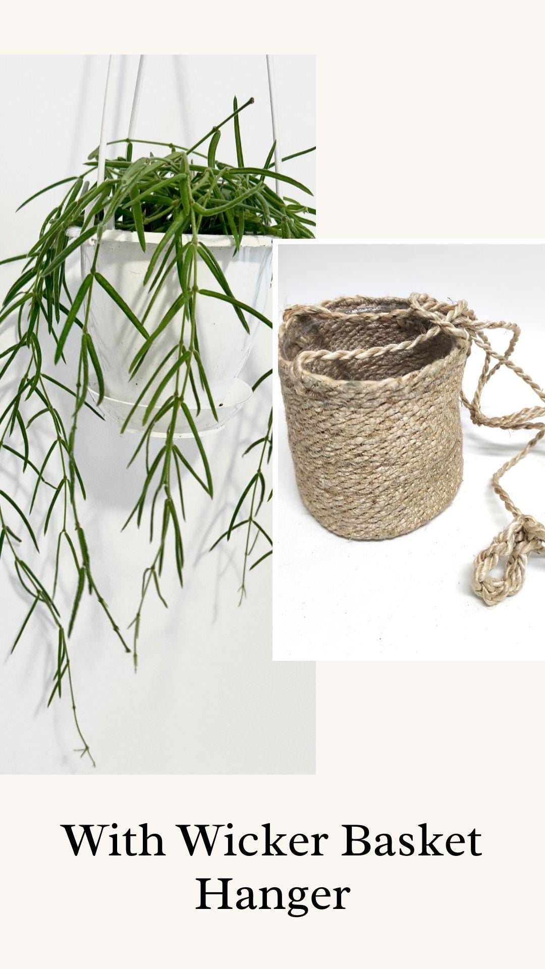 Hoya Linearis Plant - Rare - 4.5 inch Hanging Pot - Live Plant