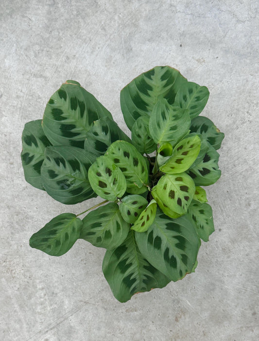 Maranta Leuconeur Green Prayer Plant - 4 inch Pot - Live Plant - optional decorative pot