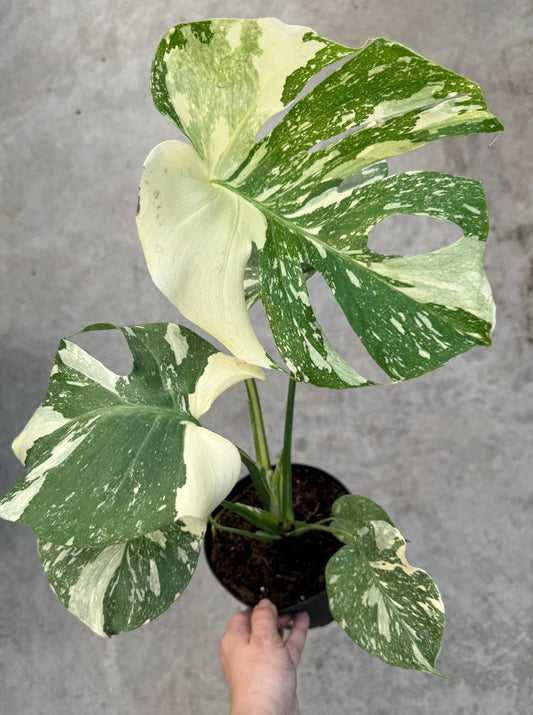 Monstera Thai Constellation Plant - 6” Nursery Pot- Live Plant