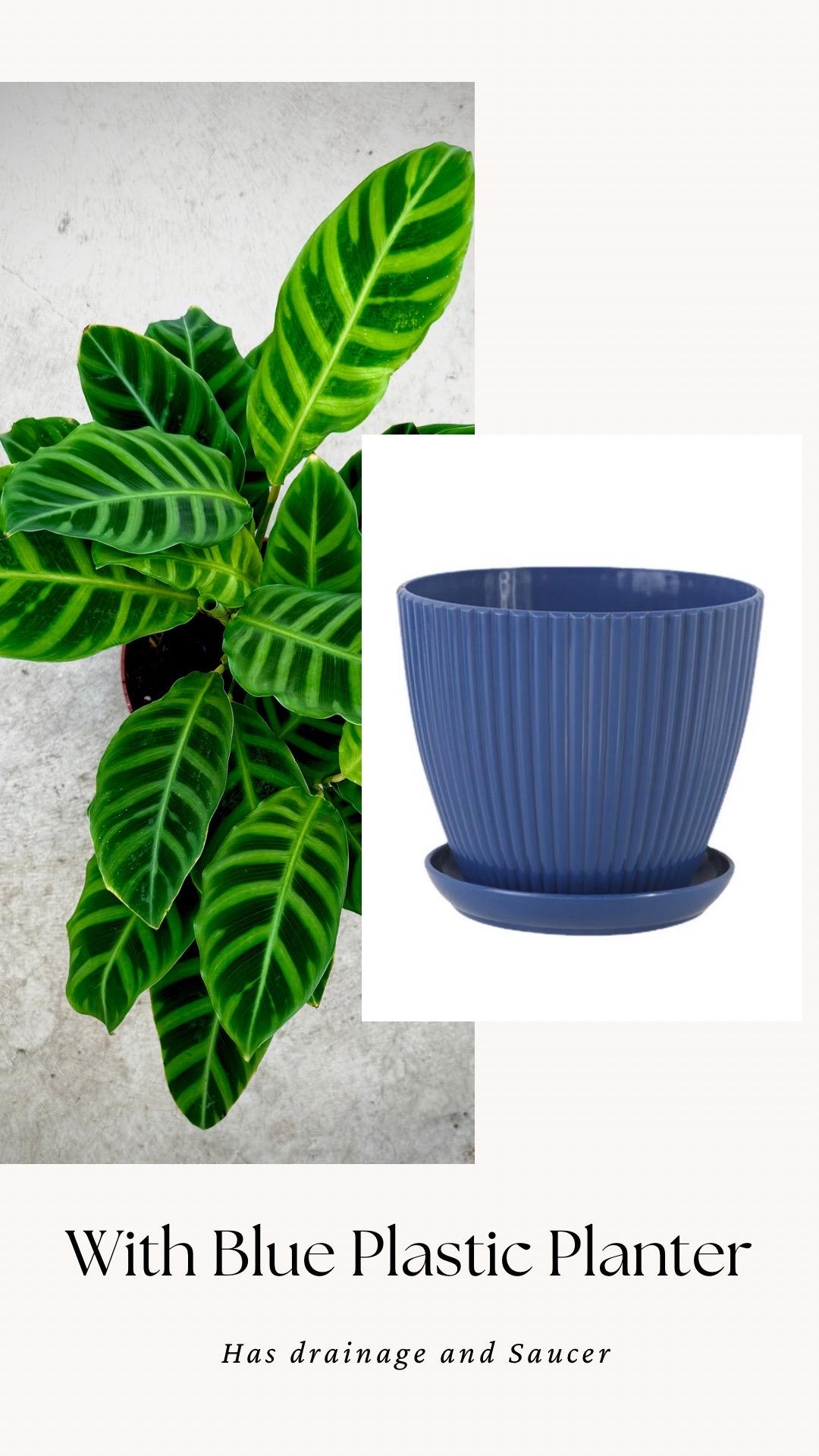 Calathea Zebrina Plant - 4", 6”Nursery Pot - Live Plant - optional decorative pot