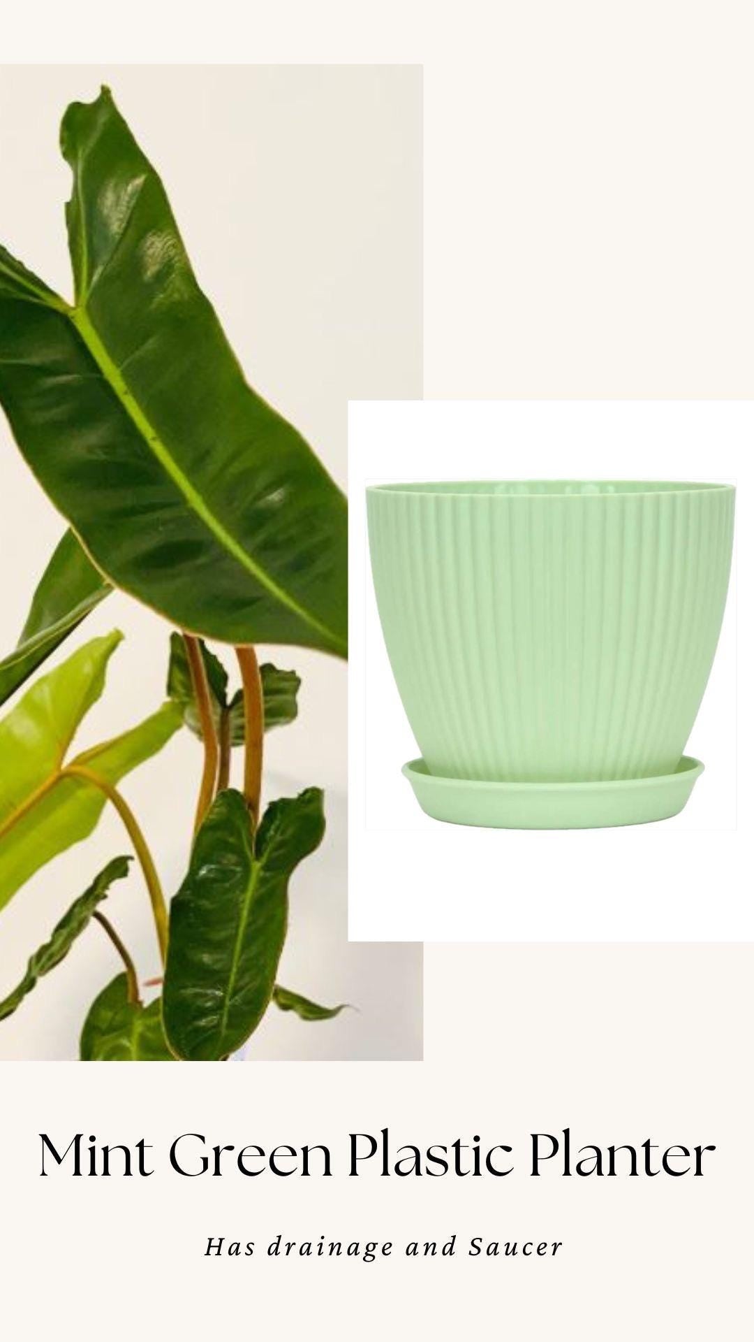 Philodendron Billietiae Plant - 4" Nursery Pot - Live Plant