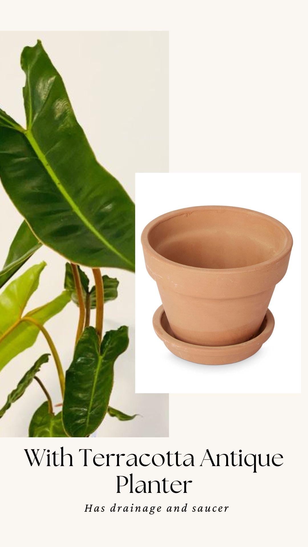 Philodendron Billietiae Plant - 4" Nursery Pot - Live Plant