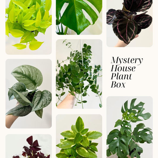 Houseplant Mystery Bundle Box