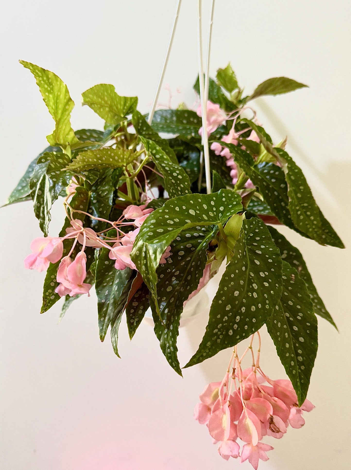 Begonia White Ice Flowring Plant - 4.5 Hanging Pot - Polka Dot Elephant Ear Plant