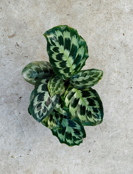 Calathea Helen Kennedy Prayer Plant 4" Pot - Live Indoor Houseplant