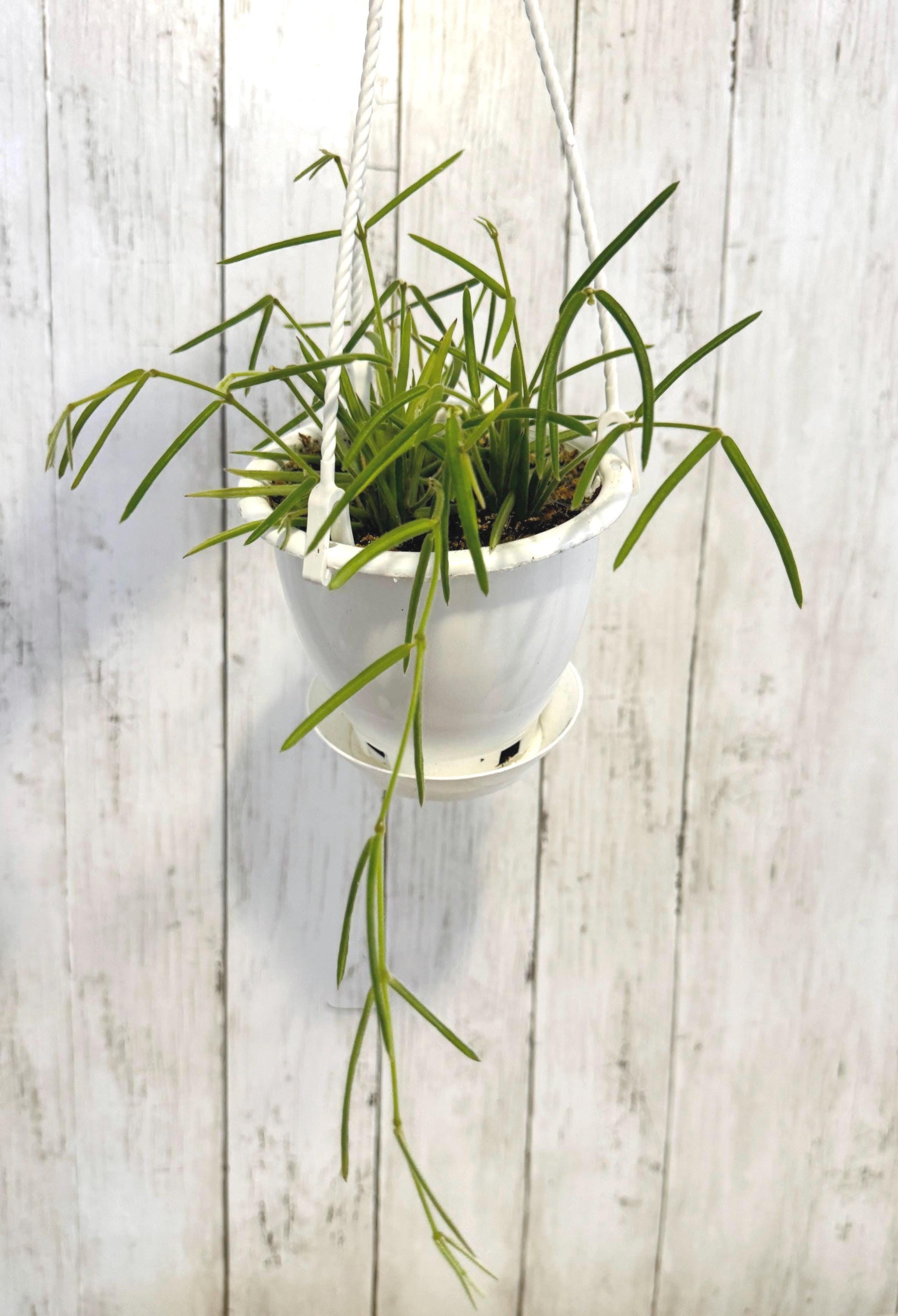 Hoya Linearis Plant - Rare - 4.5 inch Hanging Pot - Live Plant