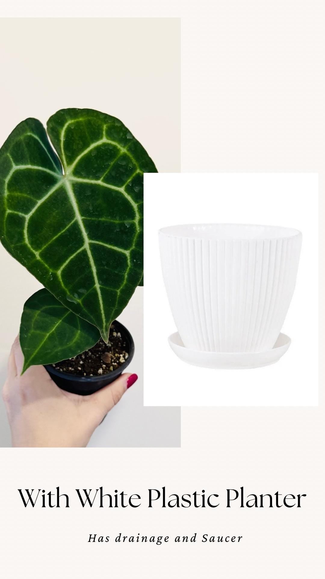 Anthurium Clarinervium Plant - 4 inch Nursery Pot