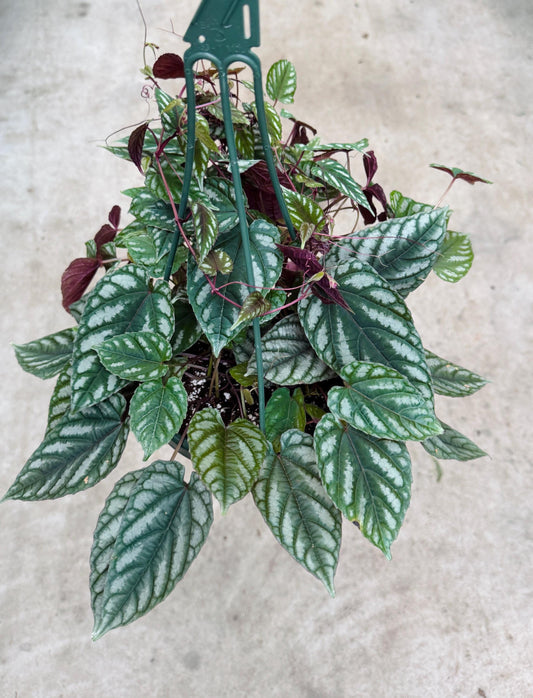 Cissus discolor - Rex Begonia Vino Plant - 8" Hanging Basket