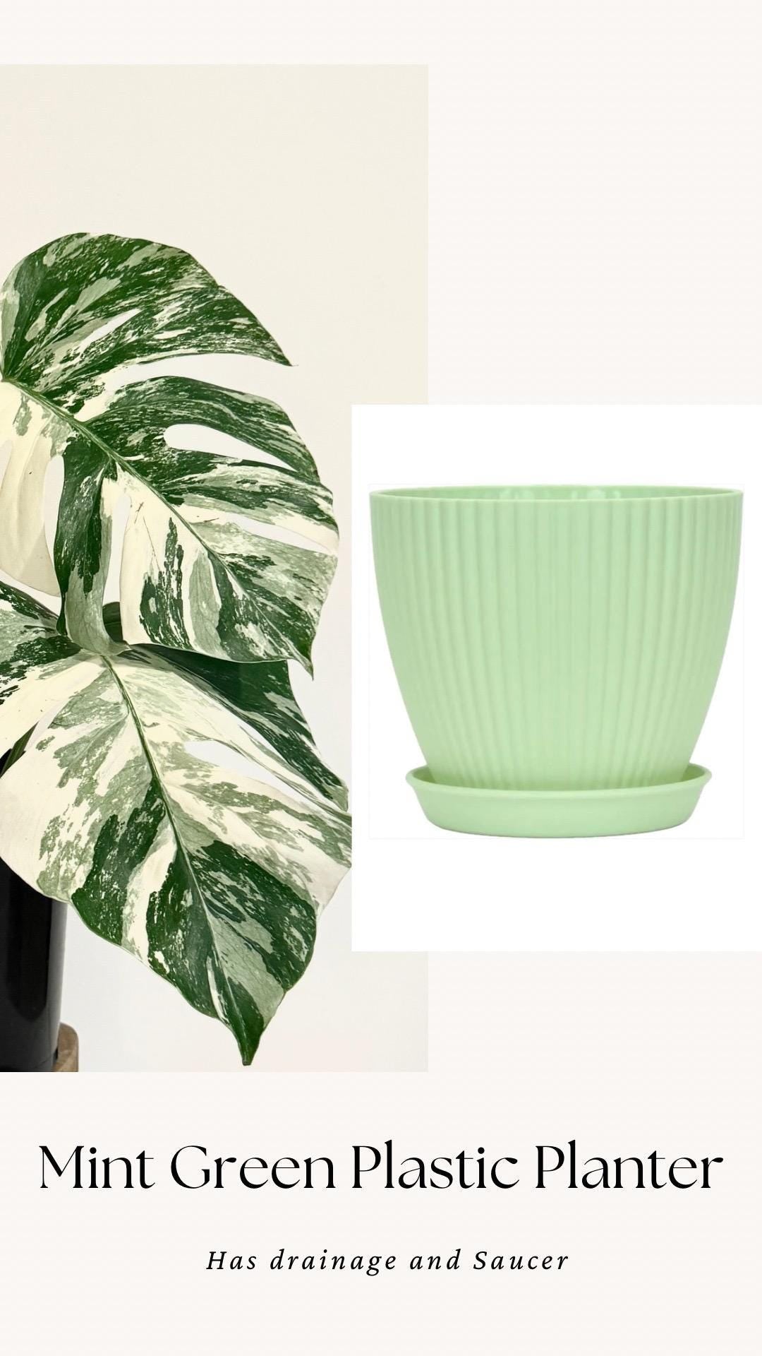 Monstera Albo Variegata Plant - RARE - 7 inch | 10 inch Pot