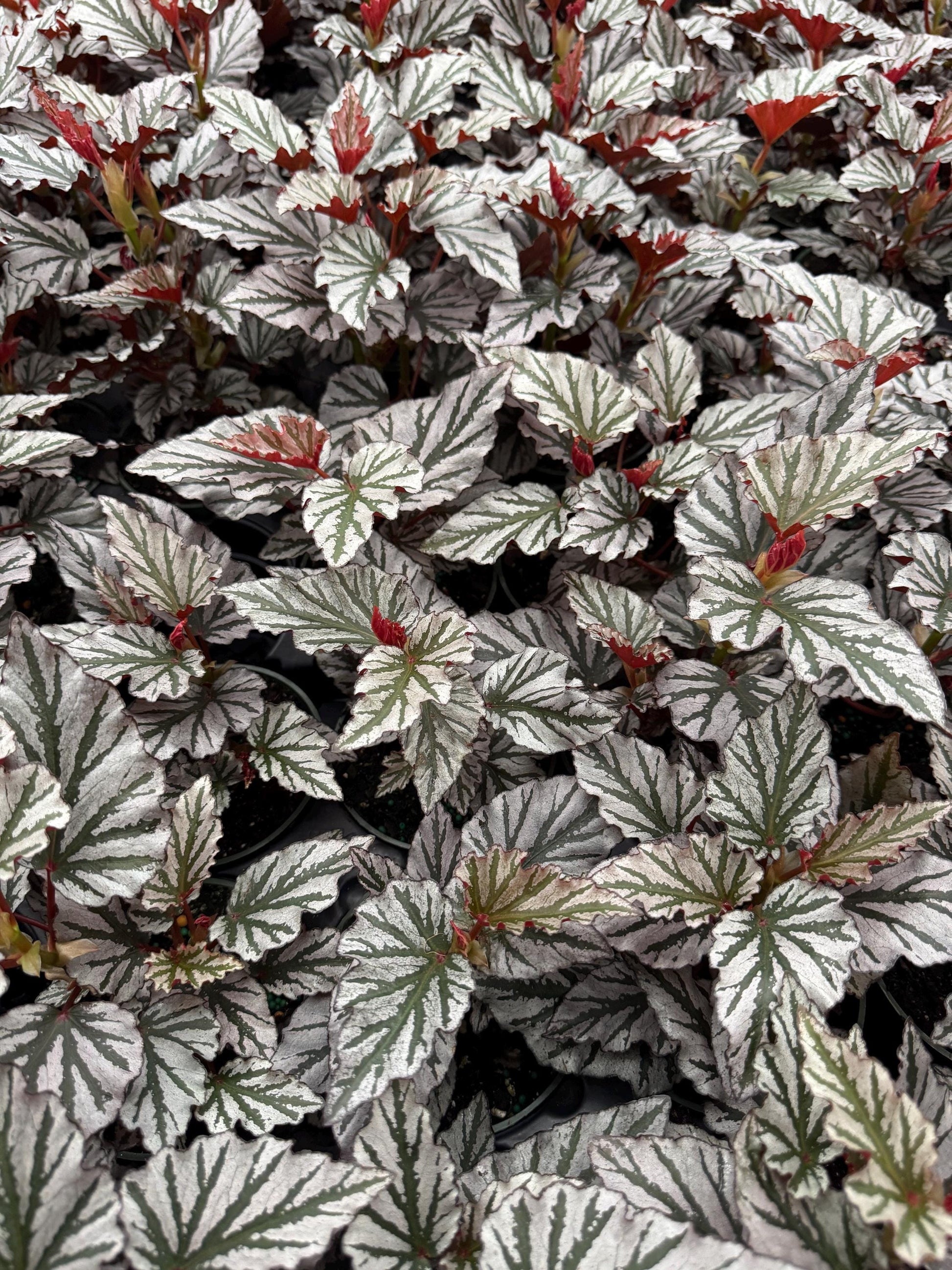 Begonia Kismet Plant - 4” Pot - Live Plant - optional decorative pot