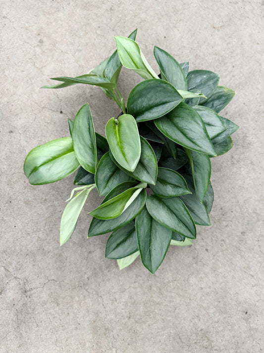 Scindapsus Treubii Moonlight Plant - 6 inch Hanging Pot