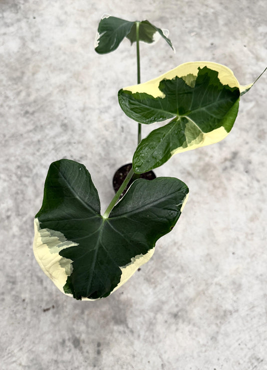 Xanthosoma Mickey Mouse - Alocasia - 6 inch Pot - Live Plant