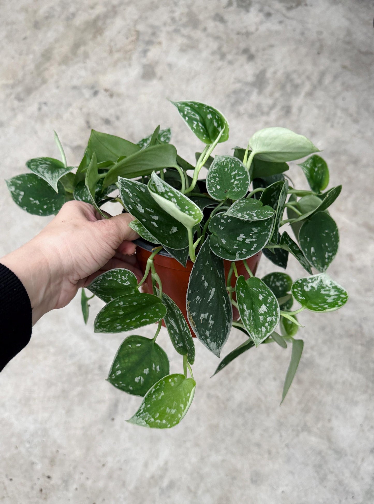 Scindapsus Pictus | Satin Pothos Live Plant - 6 inch Pot - optional decorative pot