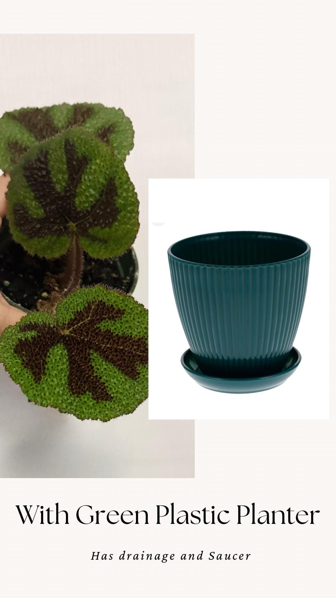 Begonia Iron Cross - 4” Pot - live plant - optional decorative pot