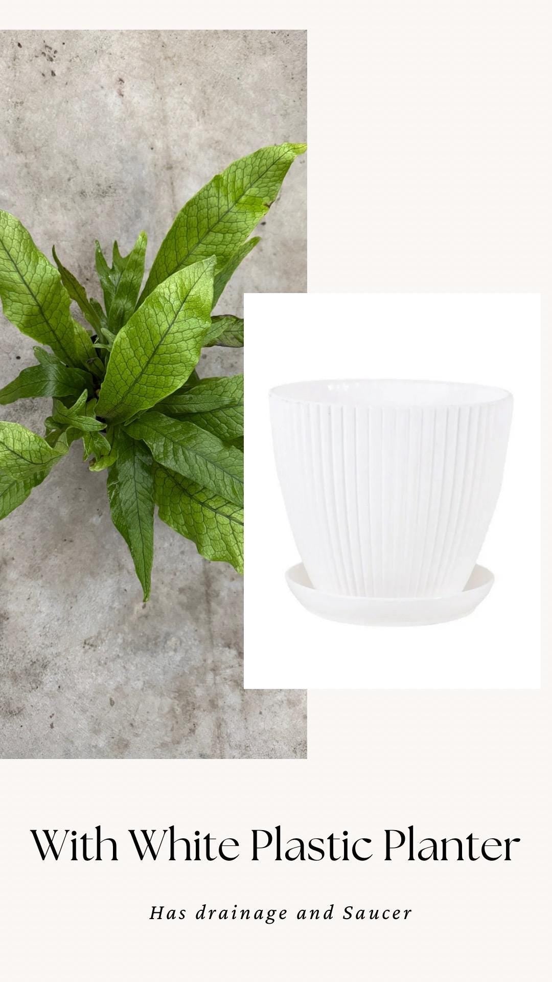 Blue Star Fern Plant - 4 inch Pot - Live Plant - optional decorative pot