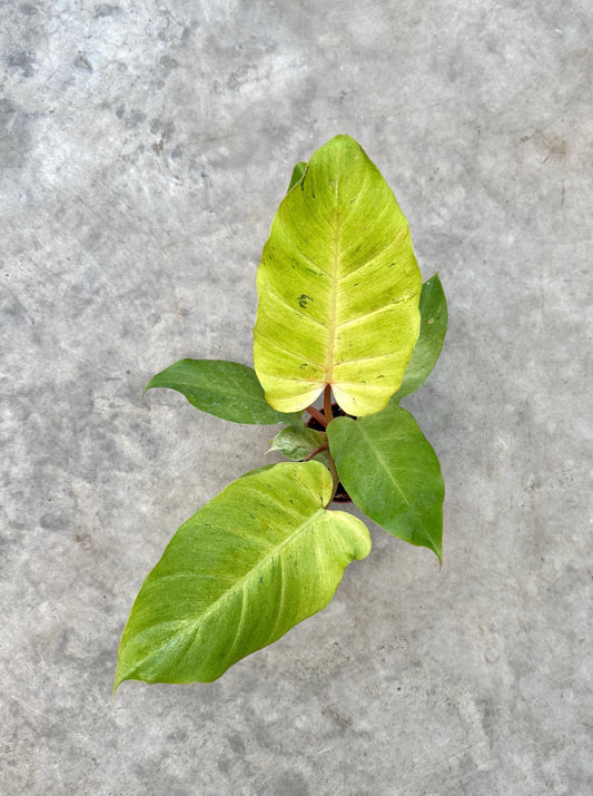 Philodendron Snowdrift - Live Plant - 4" Pot