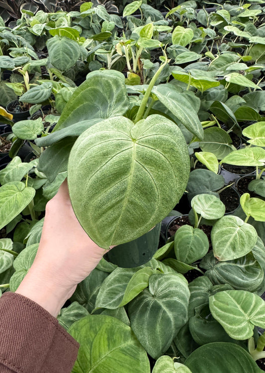 Syngonium Chiapense 'Frosted Heart'- 4" pot - Live Plant - optional decorative pot