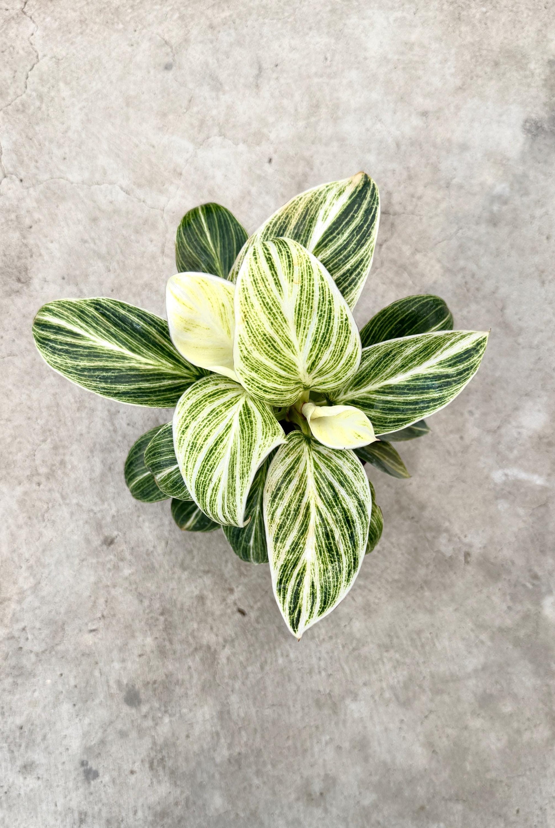Philodendron Evian Rare Plant - 4 inch Pot - optional decorative plant