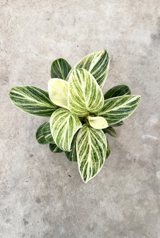 Philodendron Evian Rare Plant - 4 inch Pot - optional decorative plant