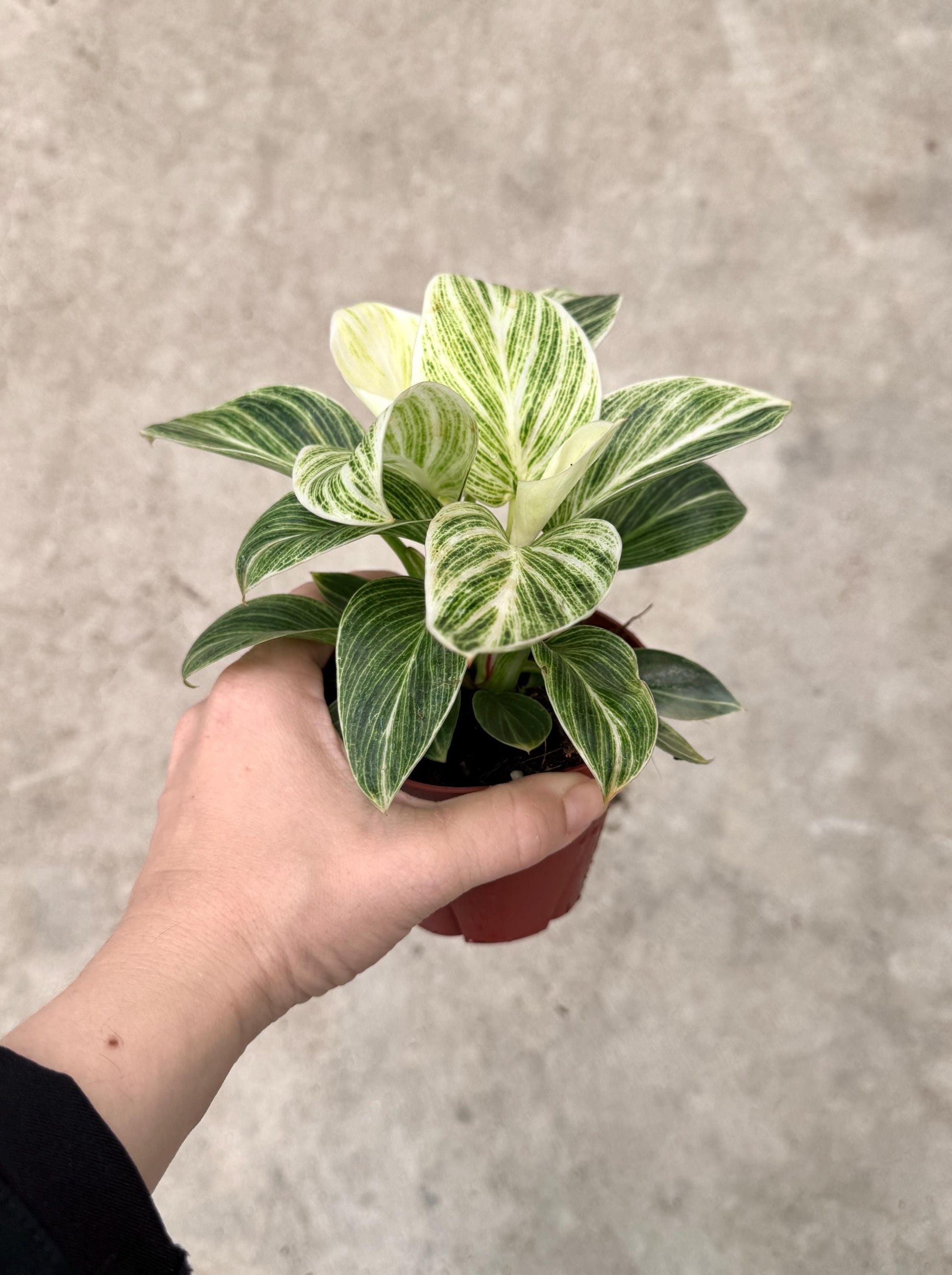 Philodendron Evian Rare Plant - 4 inch Pot - optional decorative plant