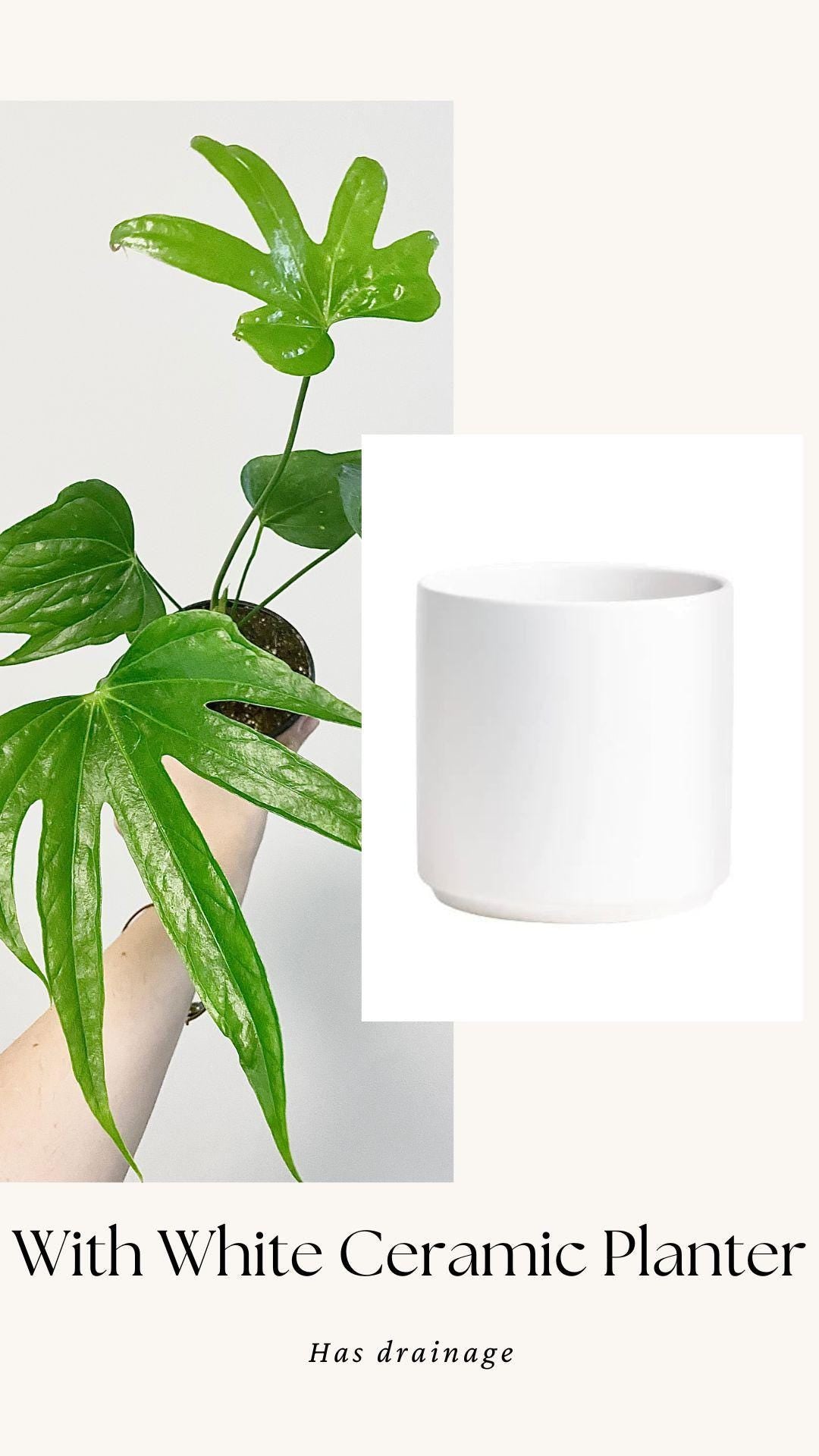 Anthurium Pedatoradiatum "Fingers" Plant - 4 inch pot - Live Plant