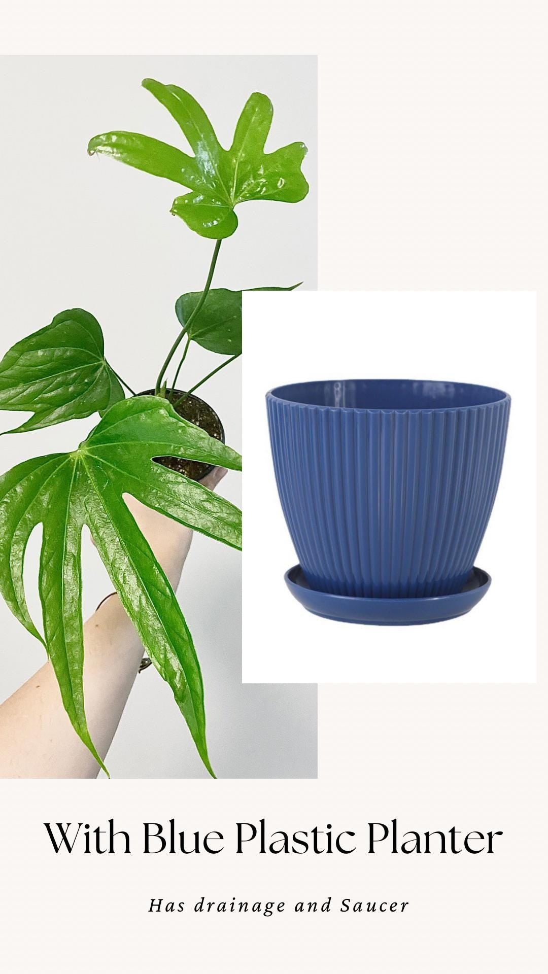 Anthurium Pedatoradiatum "Fingers" Plant - 4 inch pot - Live Plant