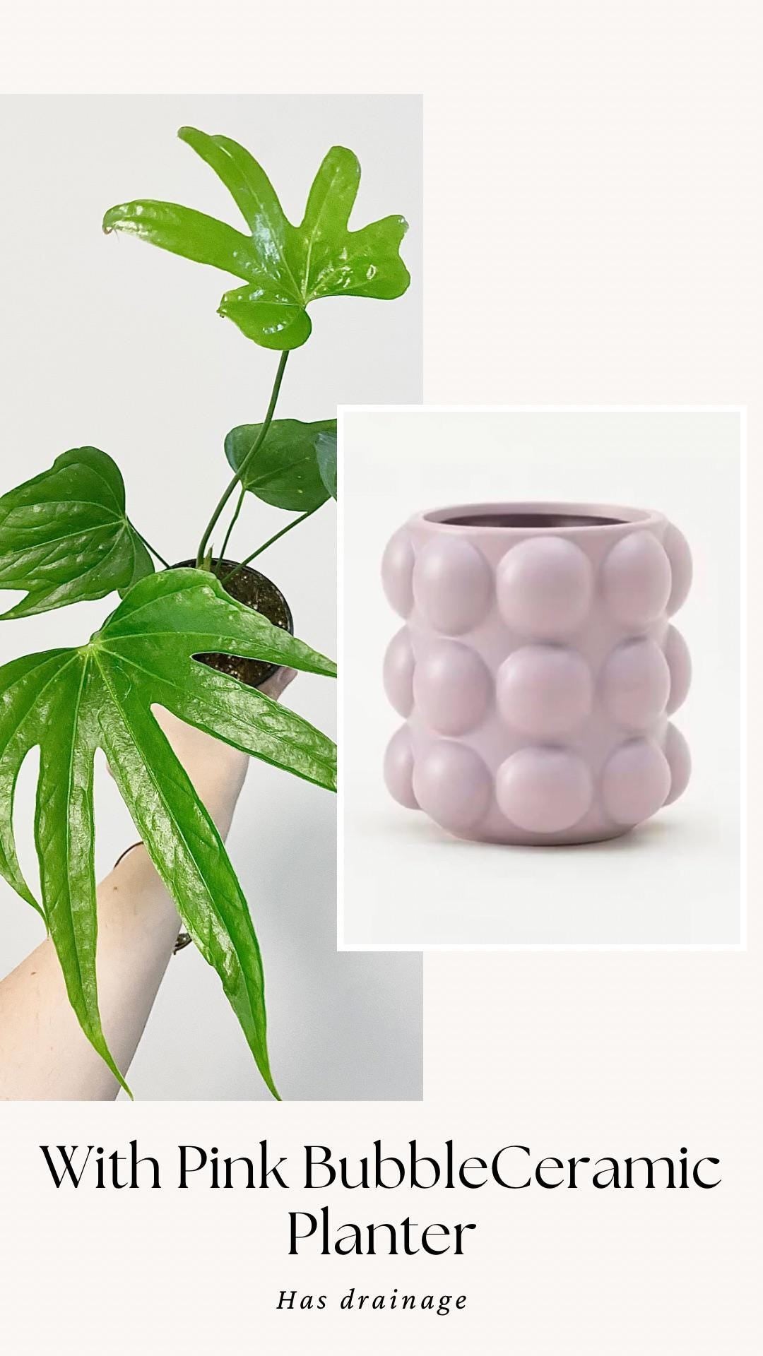 Anthurium Pedatoradiatum "Fingers" Plant - 4 inch pot - Live Plant