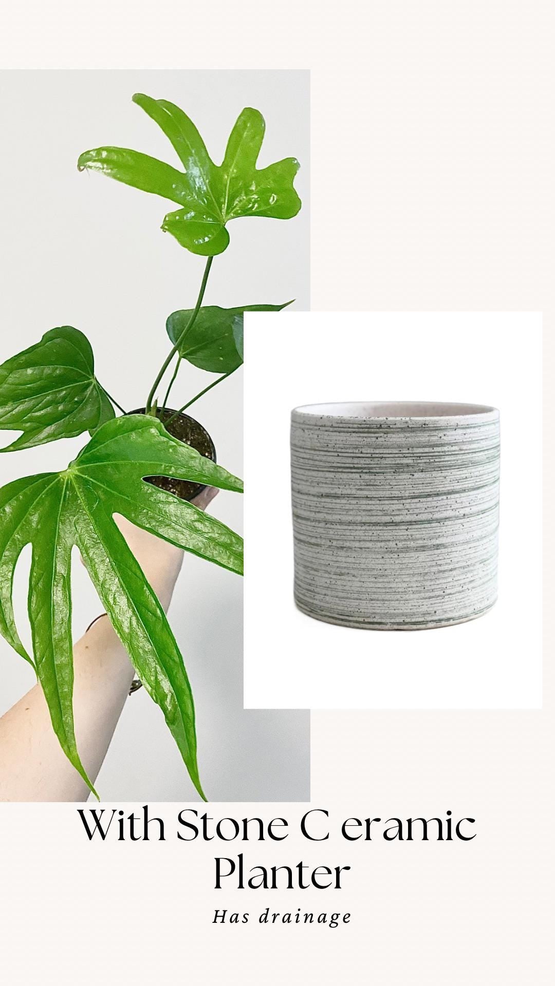 Anthurium Pedatoradiatum "Fingers" Plant - 4 inch pot - Live Plant