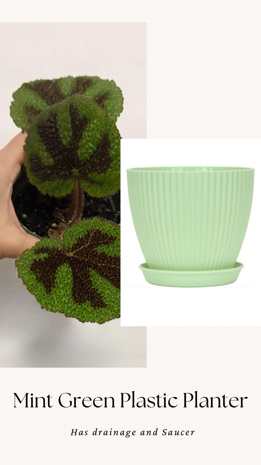 Begonia Iron Cross - 4” Pot - live plant - optional decorative pot