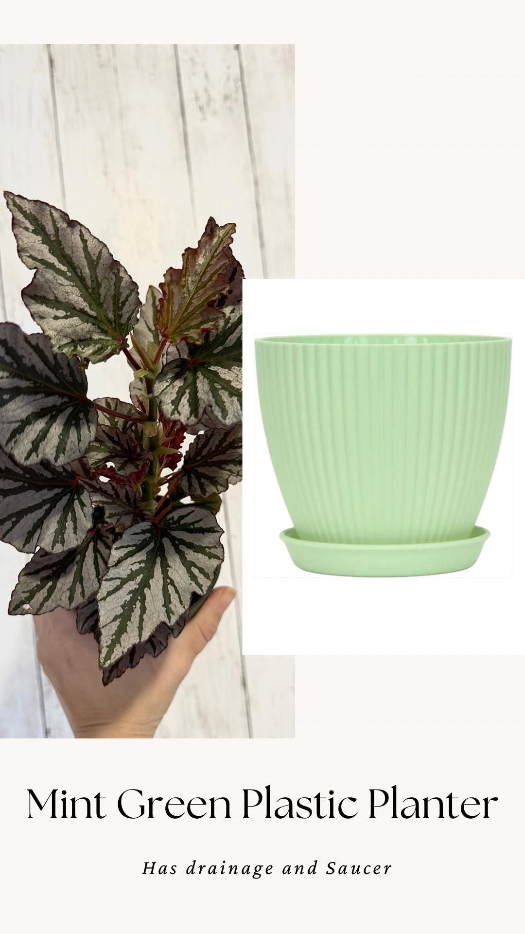 Begonia Kismet Plant - 4” Pot - Live Plant - optional decorative pot