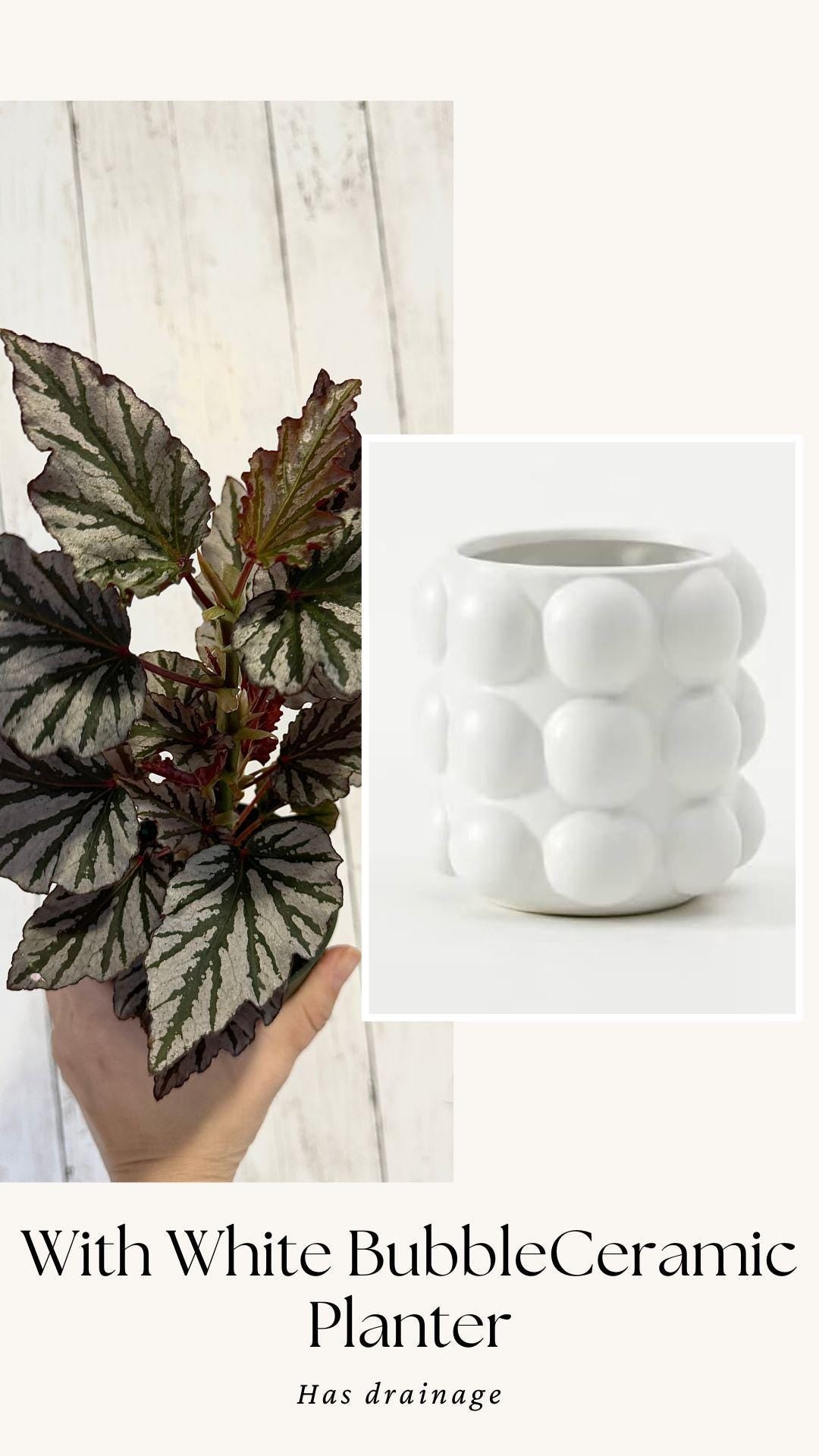 Begonia Kismet Plant - 4” Pot - Live Plant - optional decorative pot