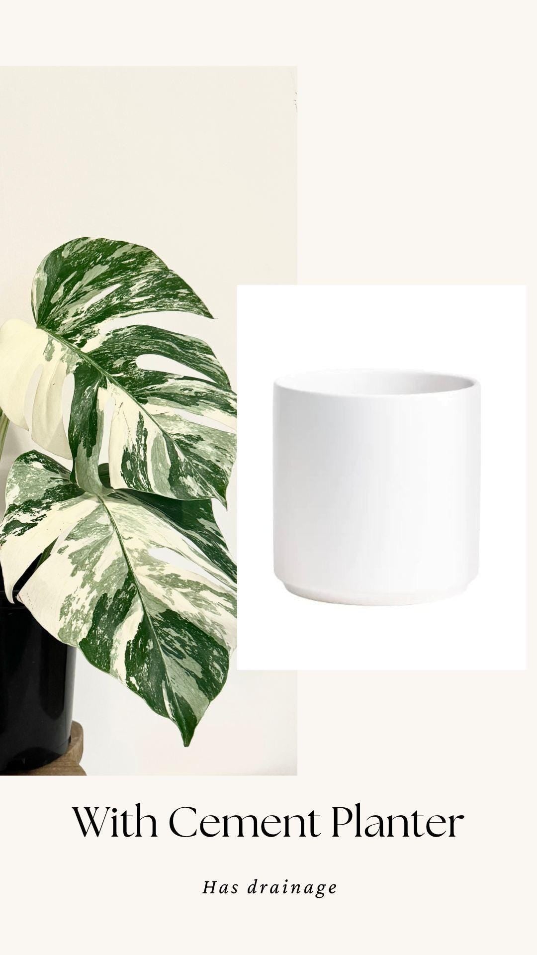 Monstera Albo Variegata Plant - RARE - 7 inch | 10 inch Pot