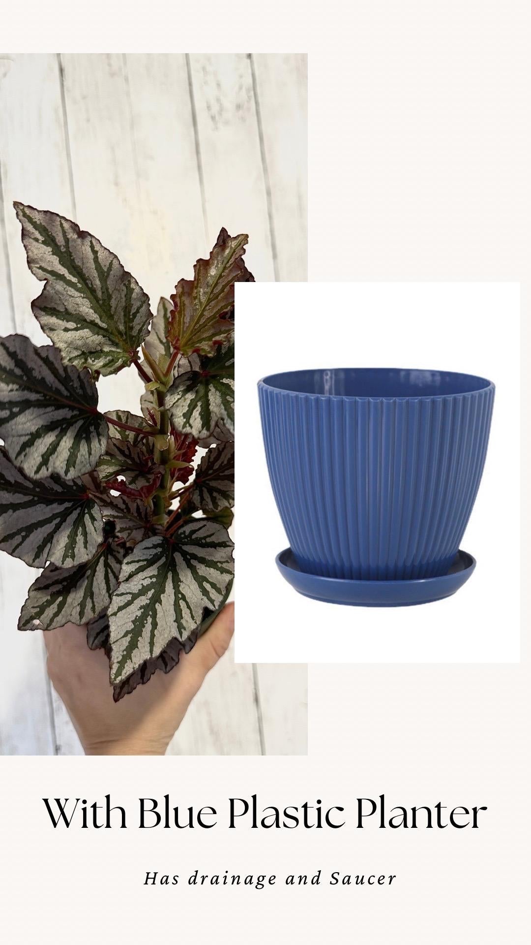 Begonia Kismet Plant - 4” Pot - Live Plant - optional decorative pot