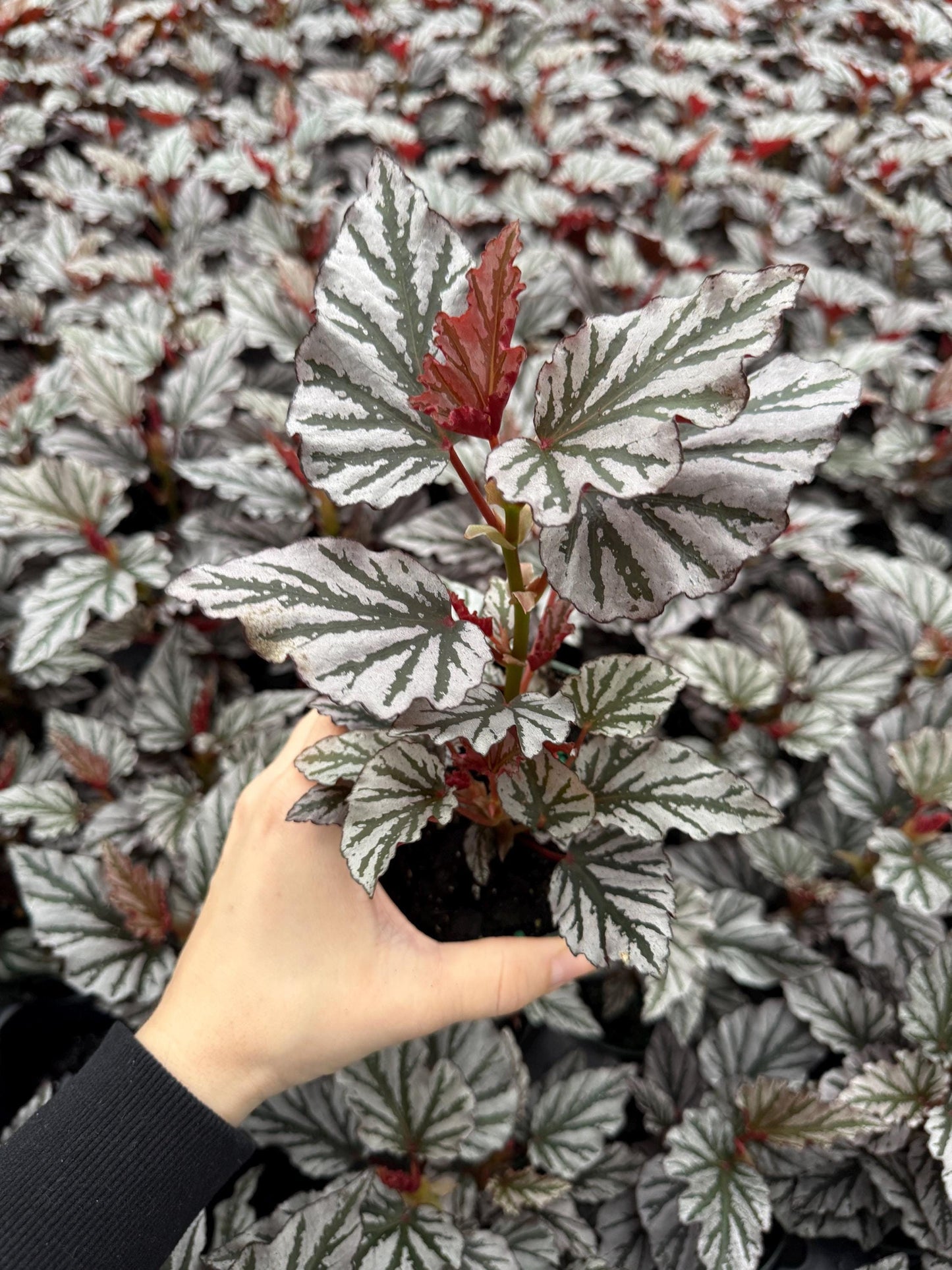 Begonia Kismet Plant - 4” Pot - Live Plant - optional decorative pot