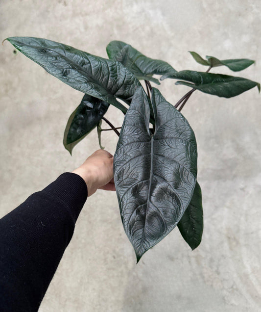 Alocasia Scalprum Plant - 6 inch Pot - optional deocrative pot