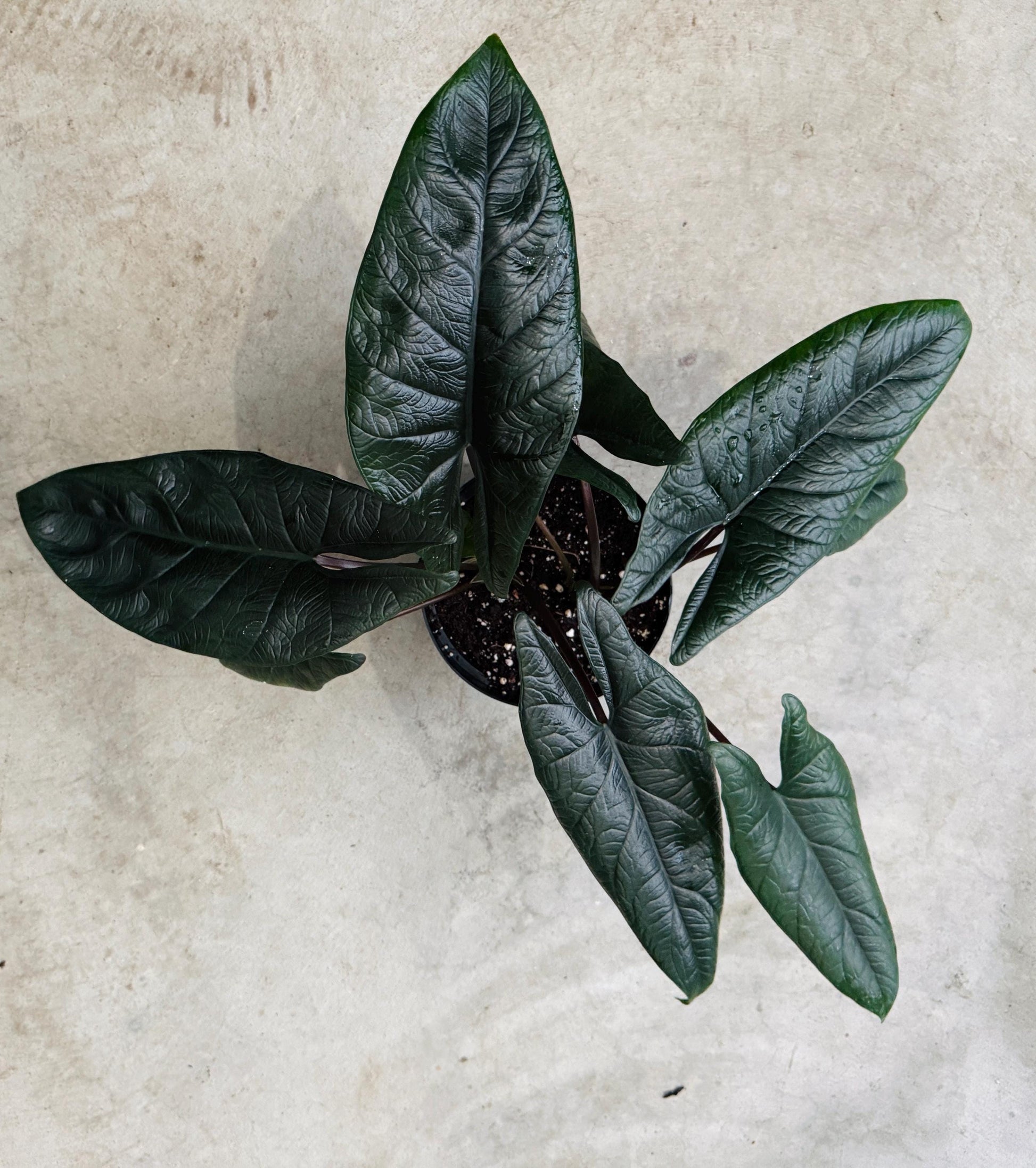 Alocasia Scalprum Plant - 6 inch Pot - optional deocrative pot