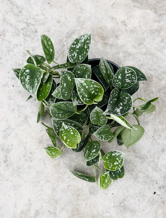 Scindapsus Pictus | Satin Pothos Live Plant - 6 inch Pot - optional decorative pot