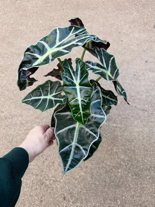 Alocasia Polly Plant - 6 inch Pot - optional deocrative pot