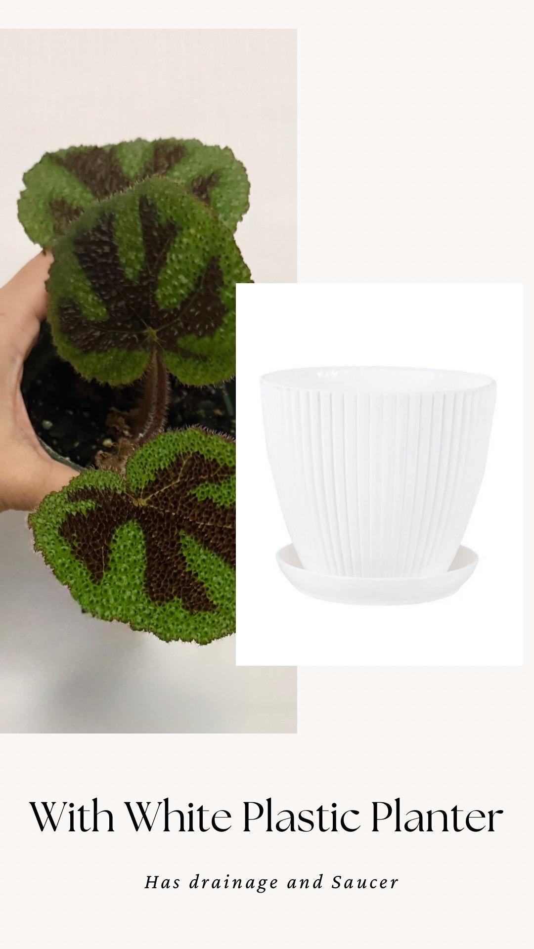 Begonia Iron Cross - 4” Pot - live plant - optional decorative pot