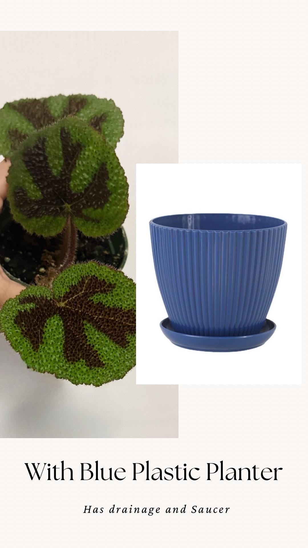 Begonia Iron Cross - 4” Pot - live plant - optional decorative pot
