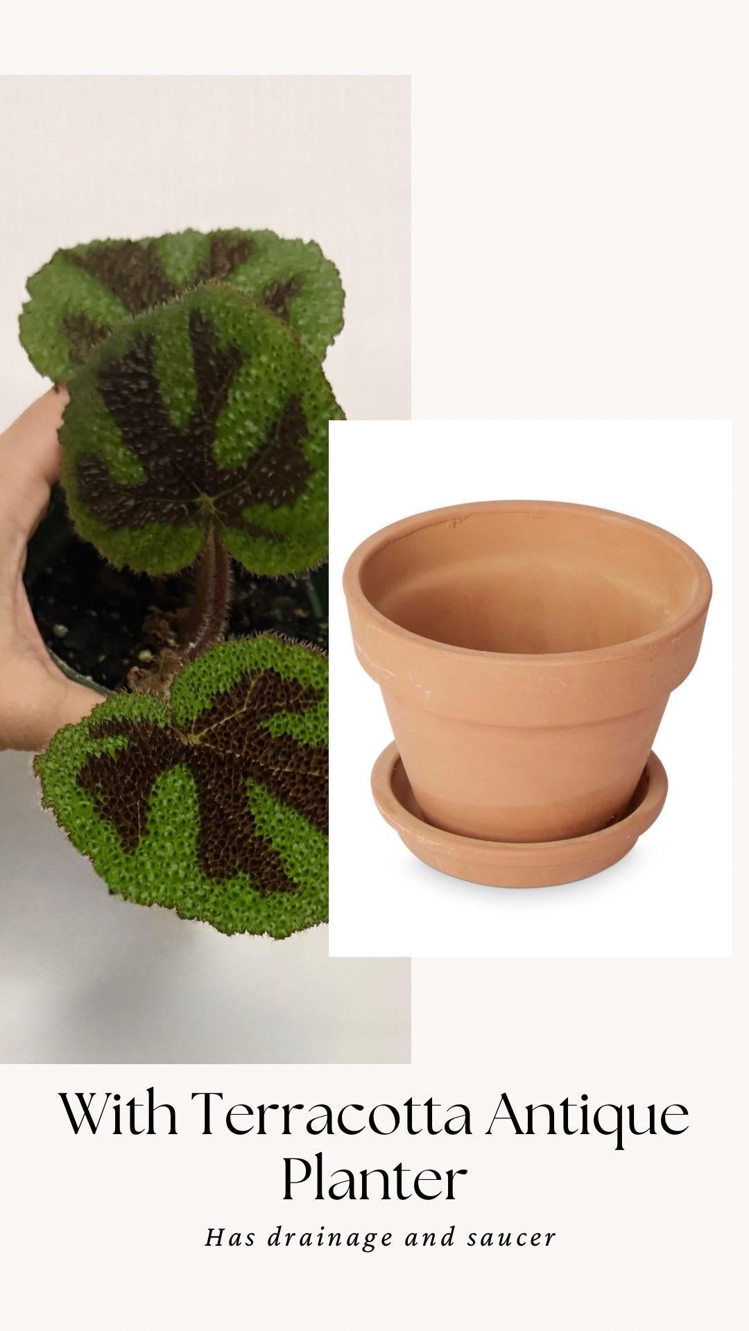Begonia Iron Cross - 4” Pot - live plant - optional decorative pot