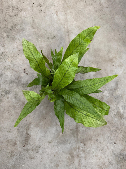 Blue Star Fern Plant - 4 inch Pot - Live Plant - optional decorative pot