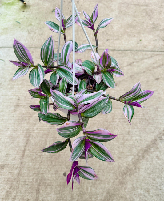 Tradescantia Bubblegum Nanouk Plant - 6 inch Hanging Pot