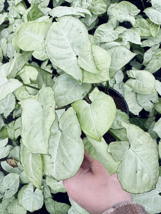 Syngonium Podophyllum White Butterfly 4 inch Pot - Houseplant | Live Plant