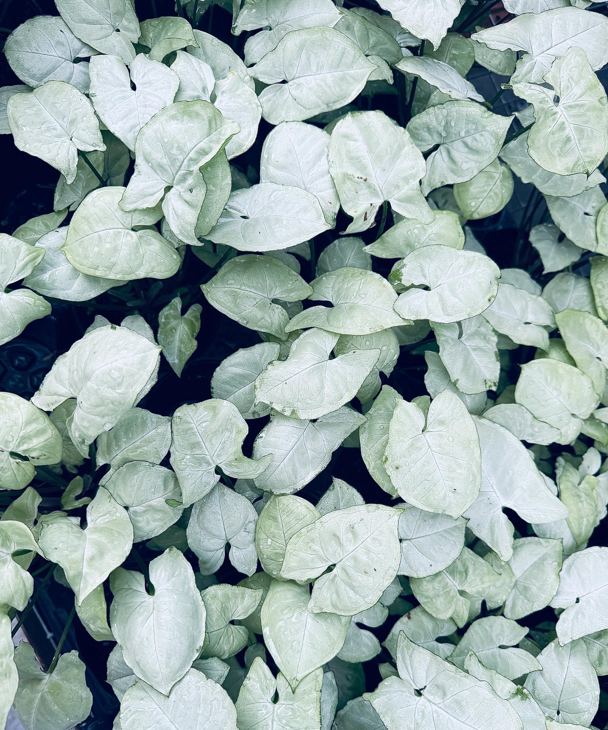 Syngonium Podophyllum White Butterfly 4 inch Pot - Houseplant | Live Plant