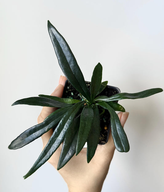 Blue Oil Fern | Microsorum Thailandicum Plant | RARE Plant - 3 inch Pot - Live Plant - optional decorative pot
