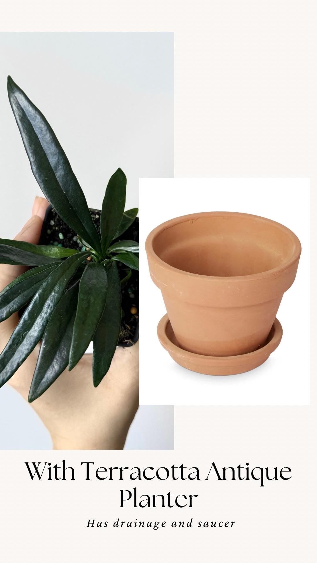 Blue Oil Fern | Microsorum Thailandicum Plant | RARE Plant - 3 inch Pot - Live Plant - optional decorative pot