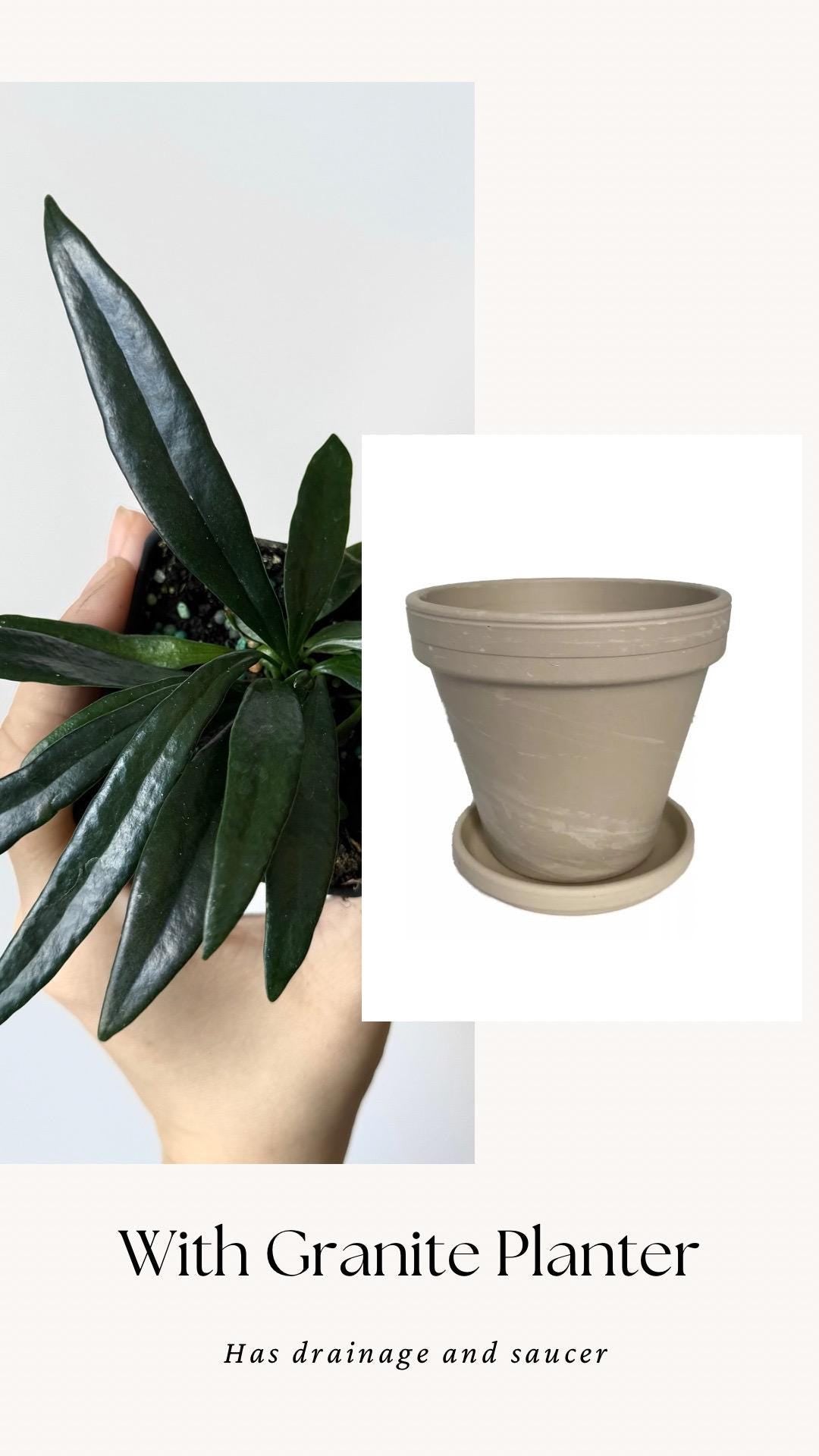 Blue Oil Fern | Microsorum Thailandicum Plant | RARE Plant - 3 inch Pot - Live Plant - optional decorative pot