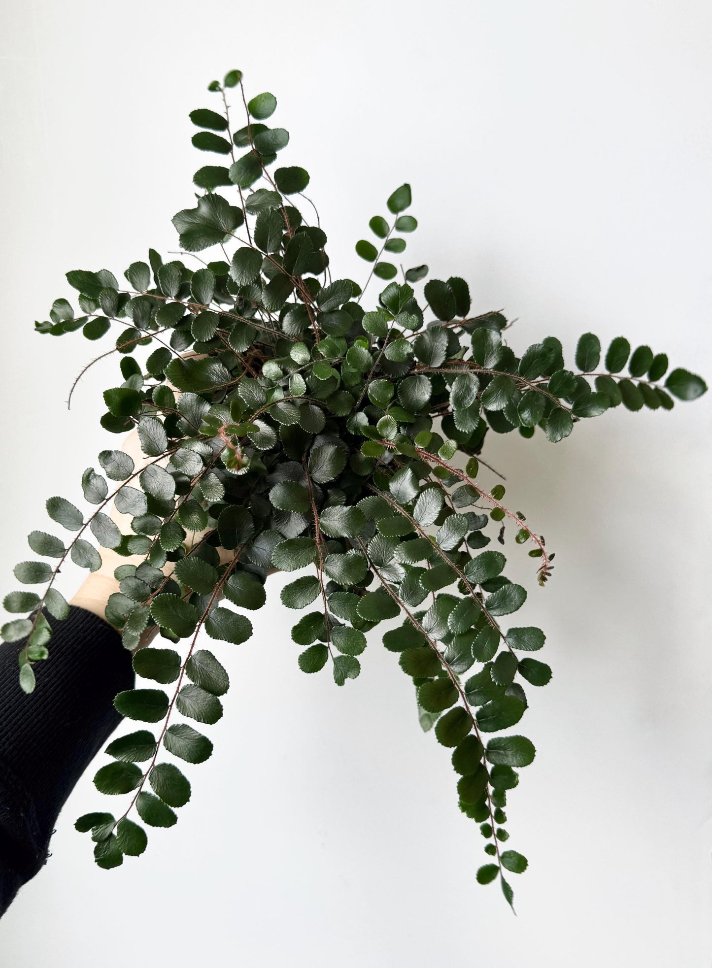 Button Fern | Pellaea Rotundifolia Plant - 4 inch Pot - Live Plant - optional decorative pot